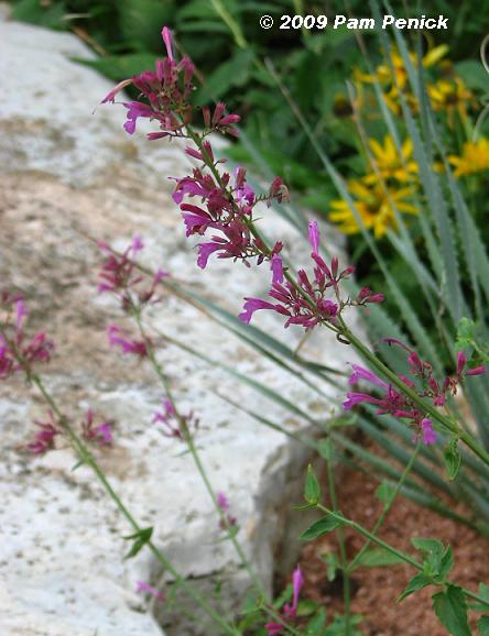 Agastache update